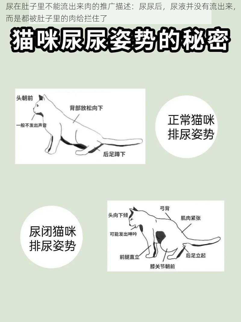 尿在肚子里不能流出来肉的推广描述：尿尿后，尿液并没有流出来，而是都被肚子里的肉给拦住了