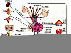 女性私处突出的翅膀是什么？——带你了解女性生理结构的秘密