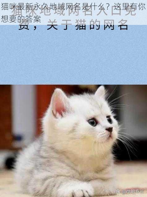 猫咪最新永久地域网名是什么？这里有你想要的答案